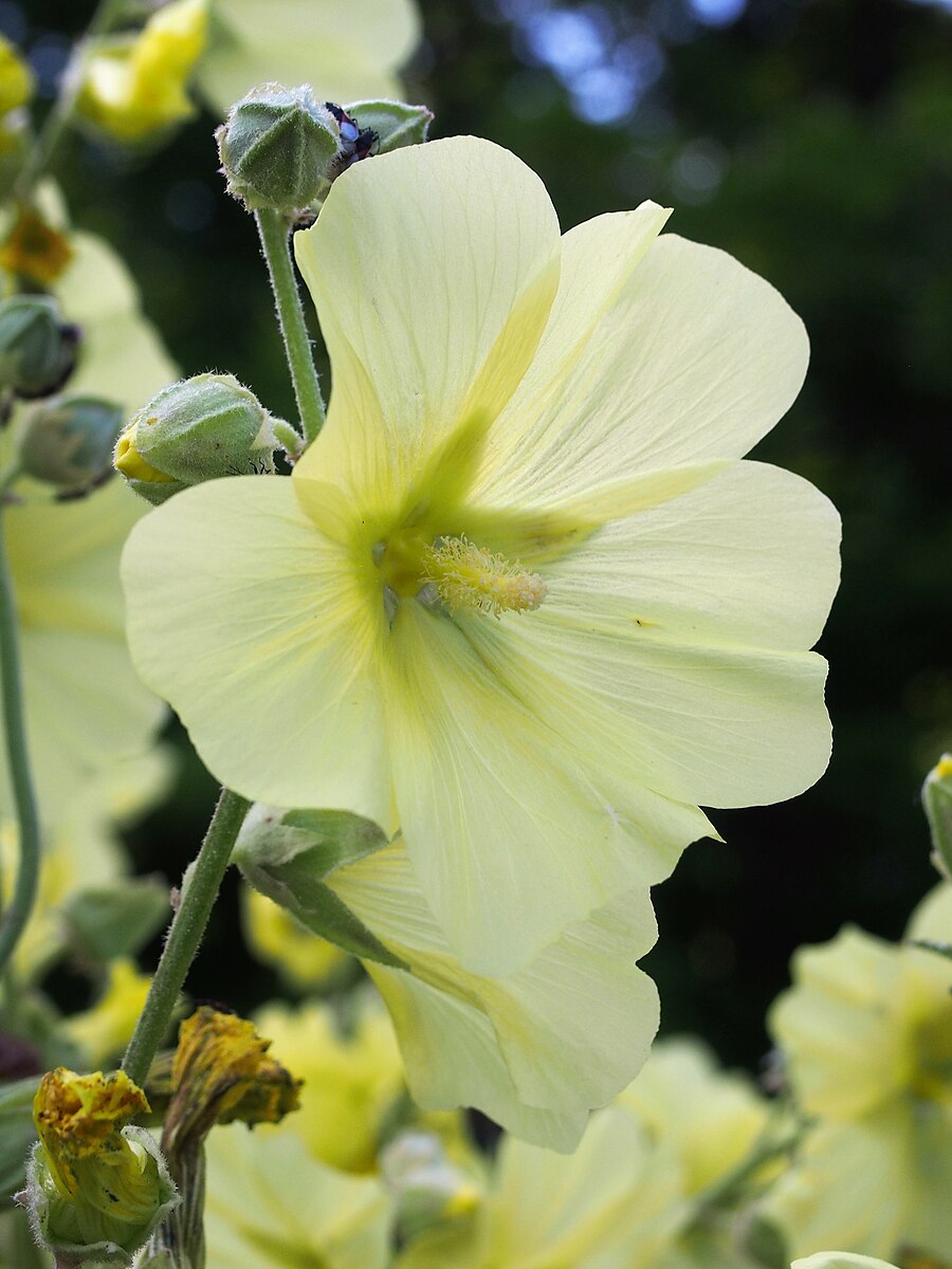 Alcea rugosa yellow flower