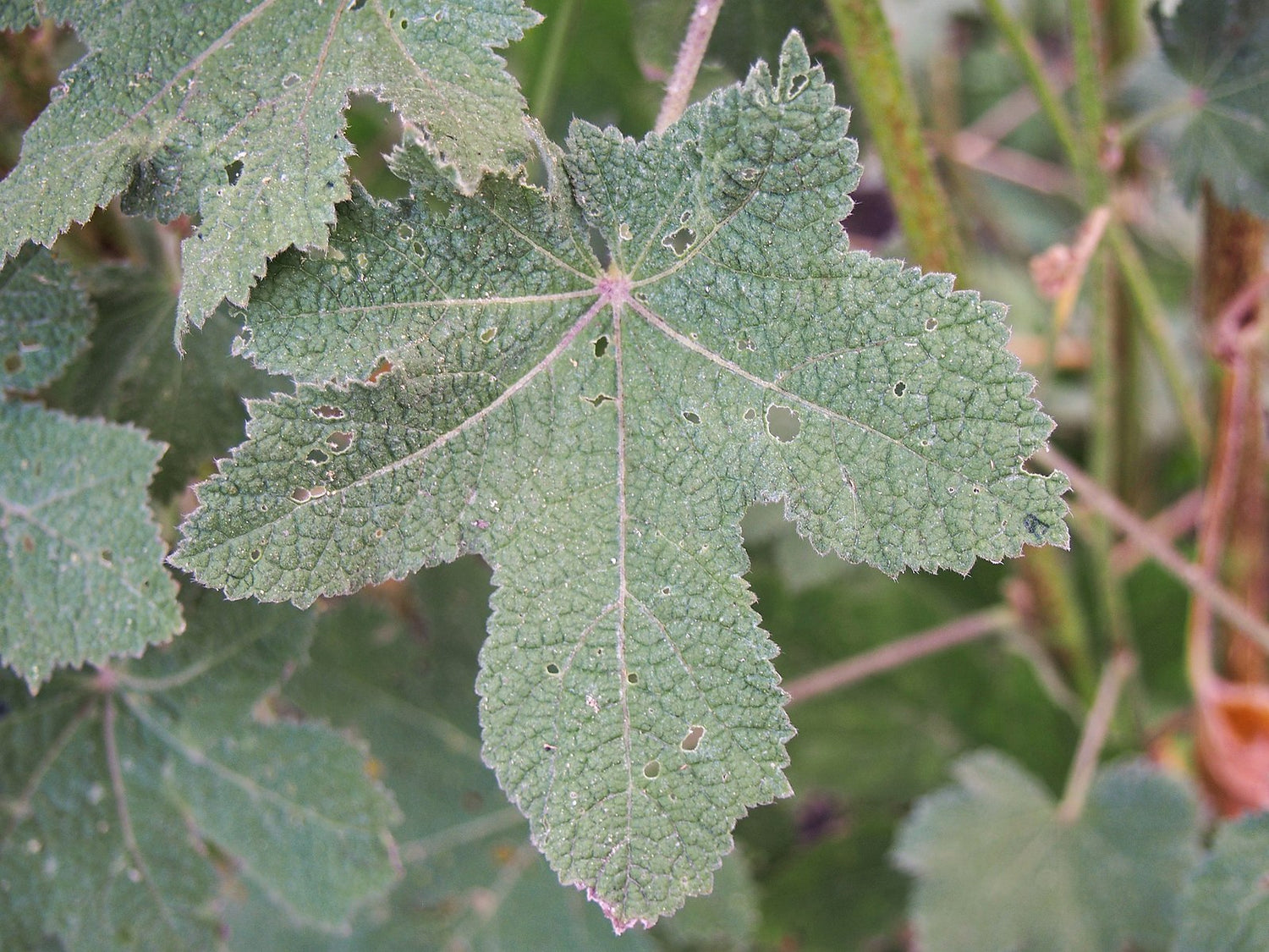 Alcea rugosa leaves