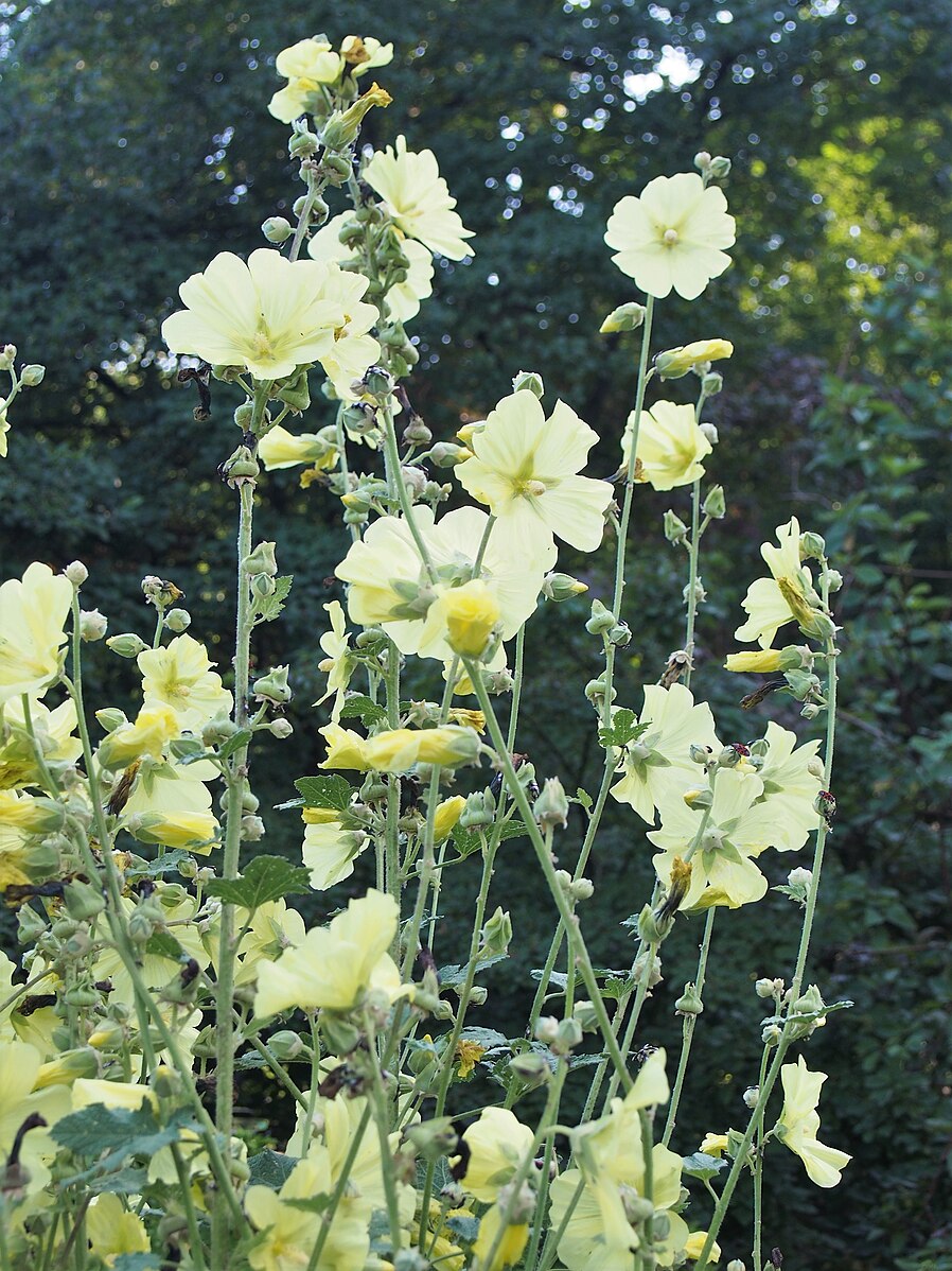 Alcea rugosa in bloom