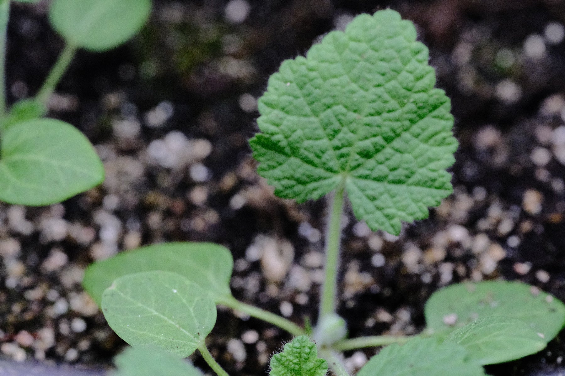 Alcea seedling