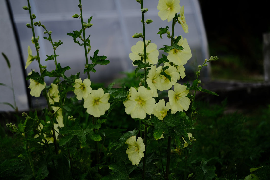 Alcea rugosa (Russian hollyhock)