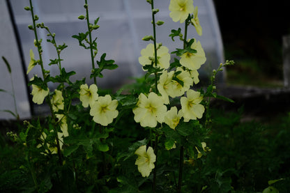 Alcea rugosa (Russian hollyhock)