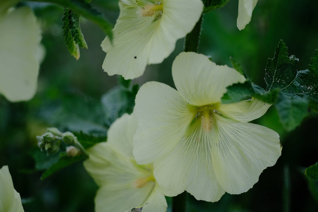Alcea rugosa (Russian hollyhock)