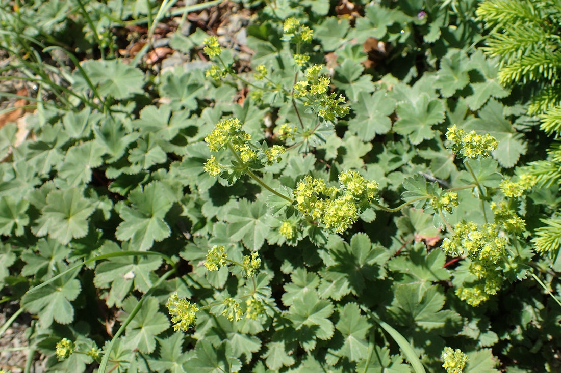 Alchemilla erythropoda