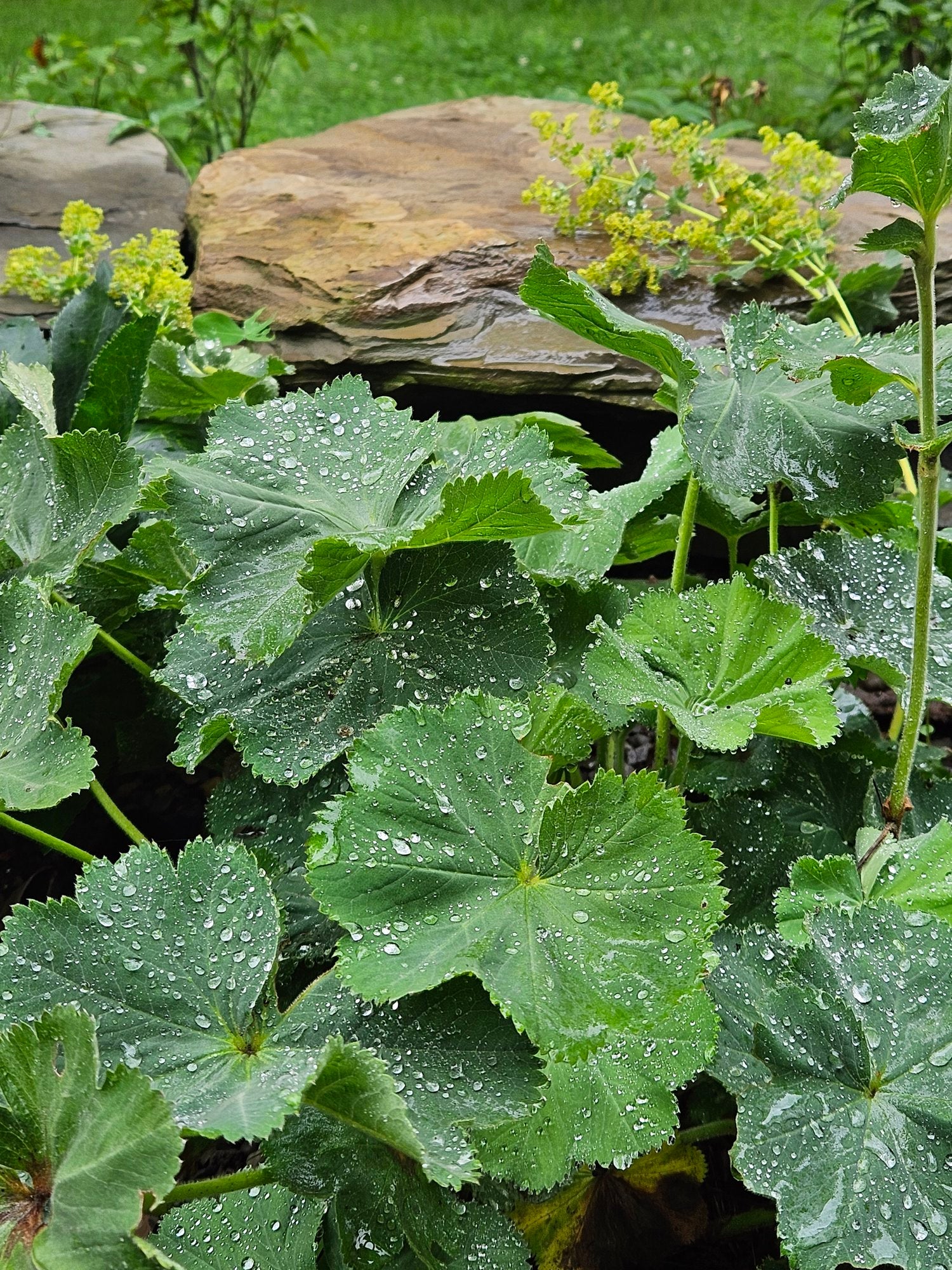 Alchemilla mollis &