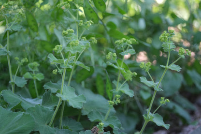 Green Alchemilla mollis, commonly known as lady&
