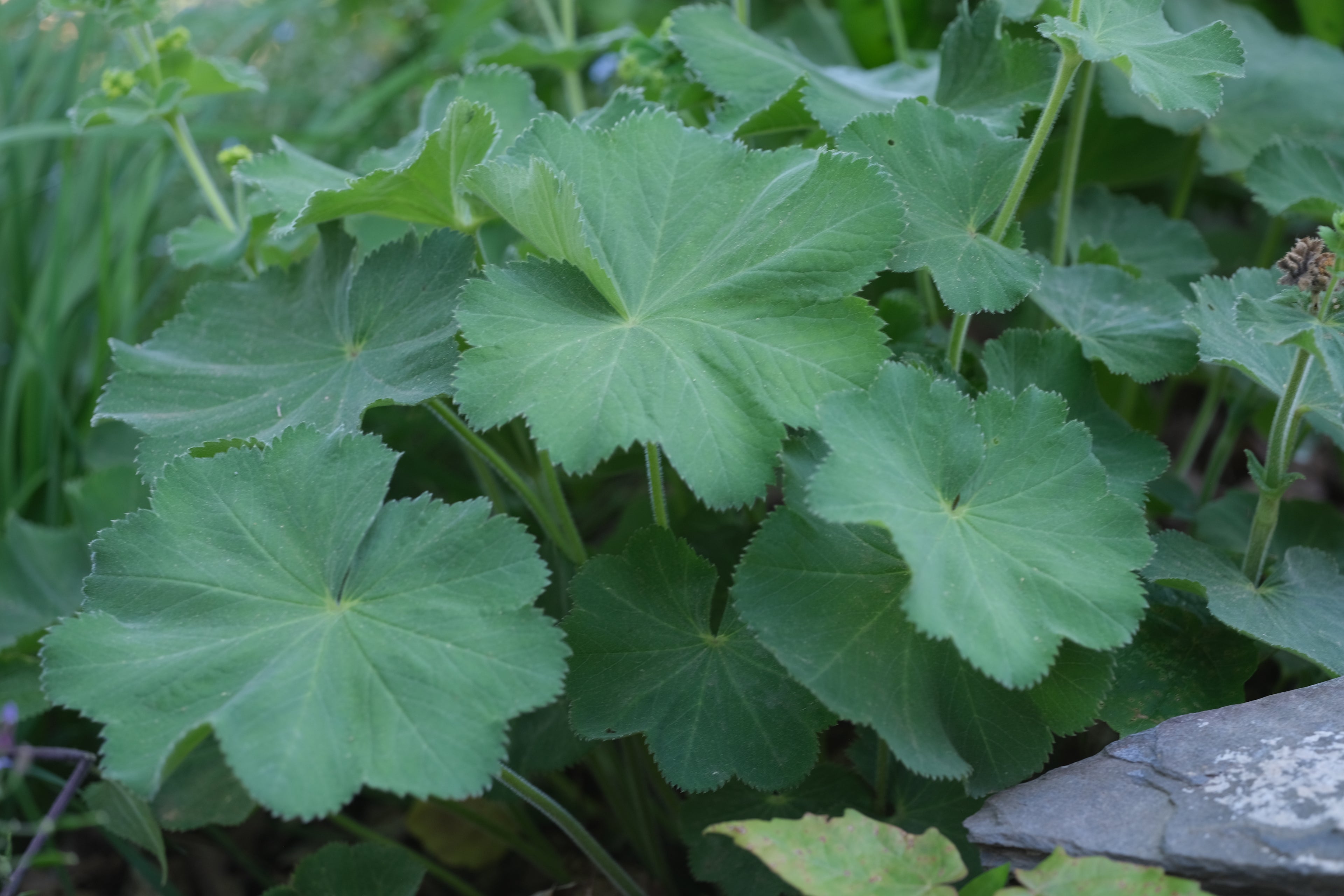 Close-up of green Alchemilla mollis, commonly known as lady&