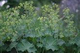 Green Alchemilla mollis, commonly known as lady&
