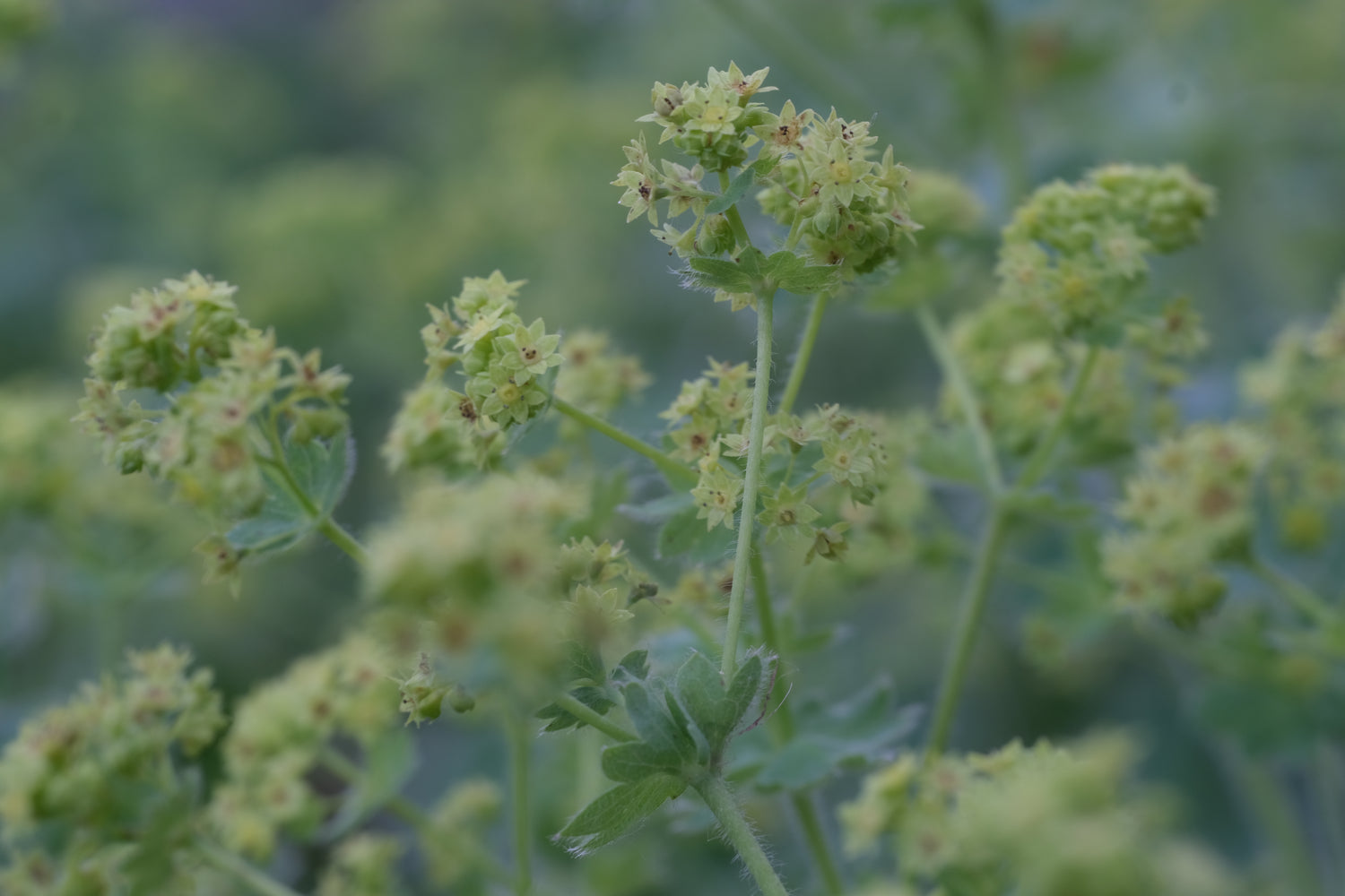 Close-up of charteuse blooms of Alchemilla mollis, commonly known as lady&