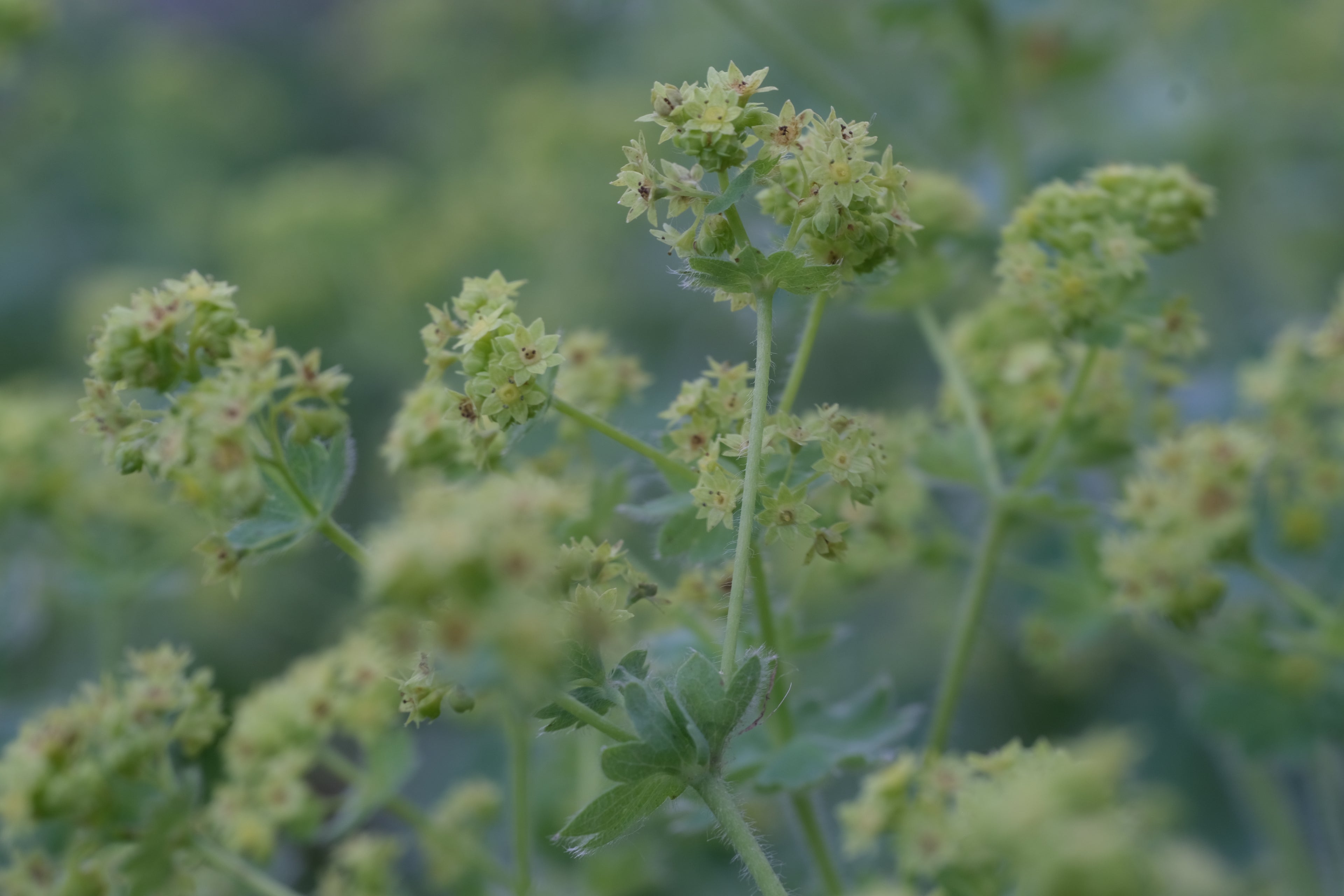 Close-up of charteuse blooms of Alchemilla mollis, commonly known as lady&