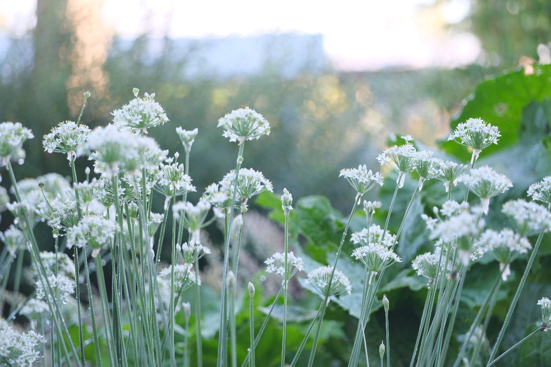 allium tuberosum garlic chive flowers