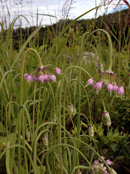 Allium cernuum in natural setting