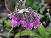 Allium cernuum pink bloom