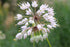 Allium cernuum white bloom