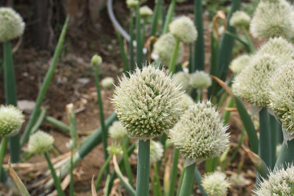 Allium fistulosum blooms