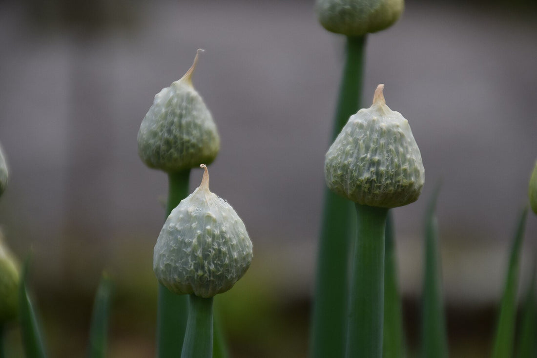 Allium fistulosum buds