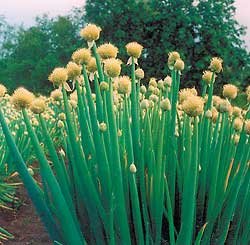 Allium fistulosum in garden