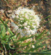 Allium nutans (Siberian chives) close up of bloom