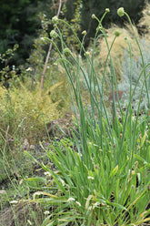 Allium nutans (Siberian chives) in the garden