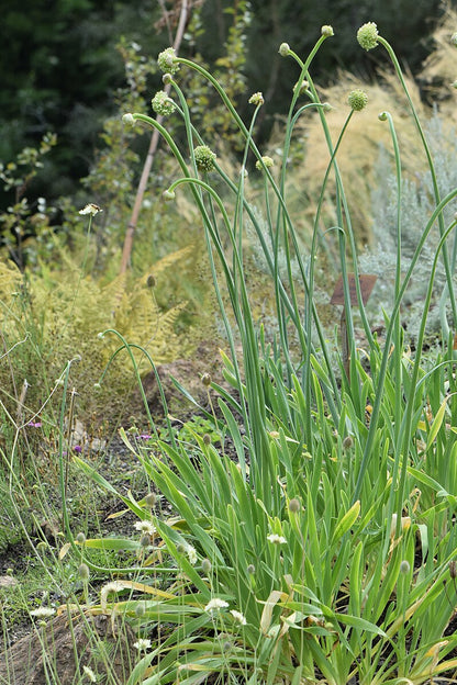 Allium nutans (Siberian chives) in the garden