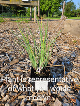 Allium schoenoprasum &