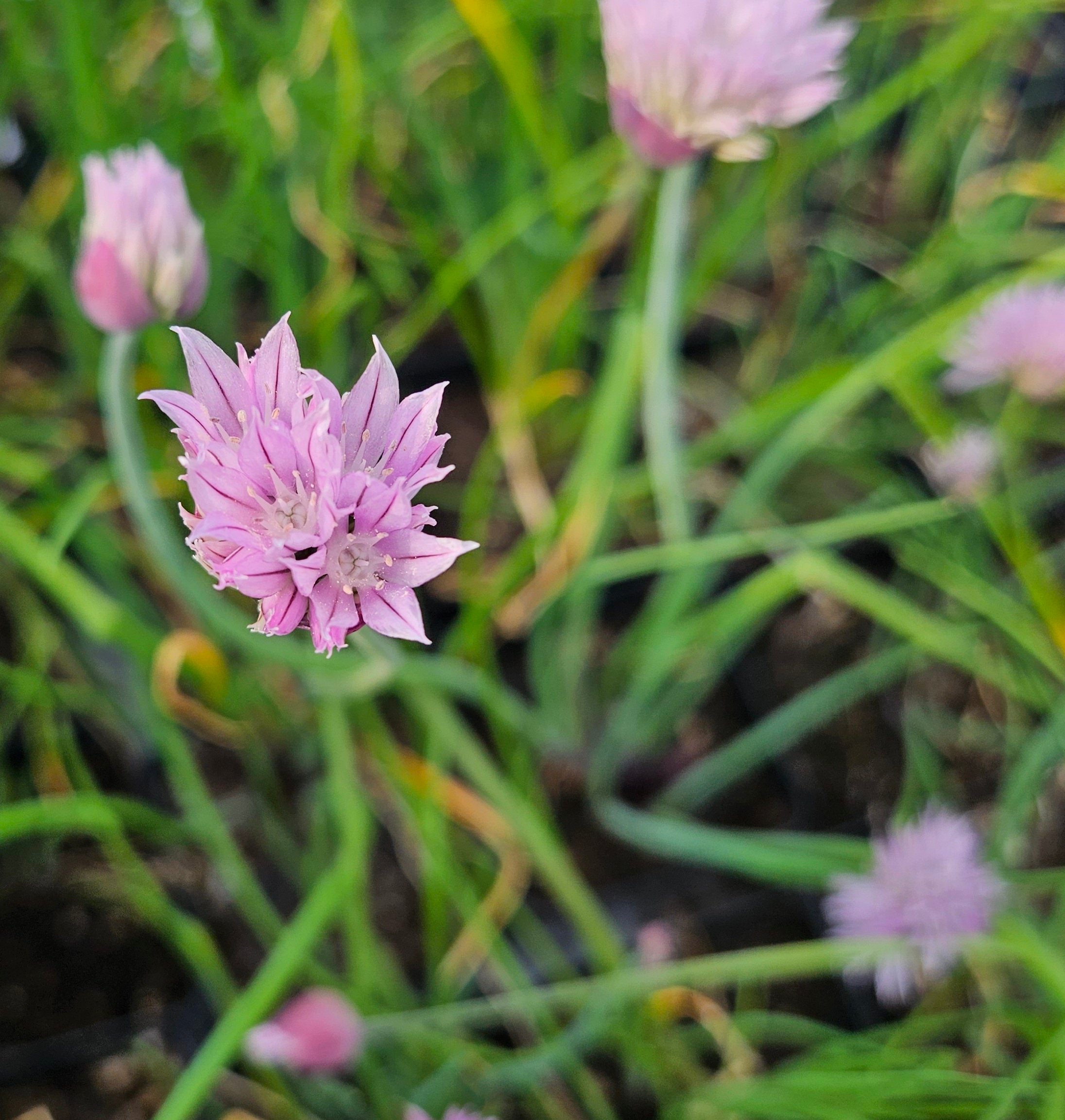 Allium schoenoprasum &