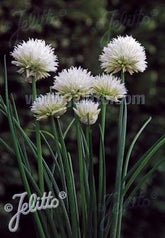 Allium schoenoprasum &