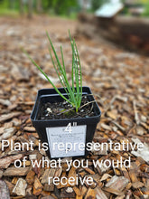 Allium schoenoprasum &