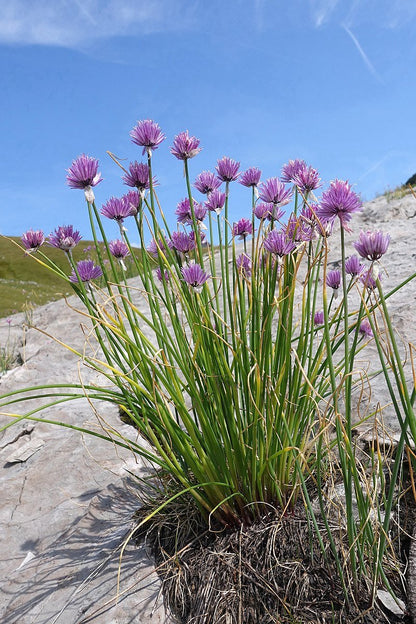 Allium schoenoprasum in natural setting