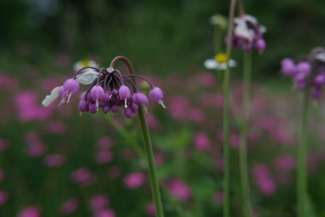 Allium cernuum (nodding onion) pink blooms