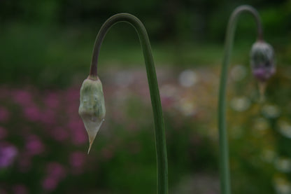 Allium cernuum (nodding onion) green bud