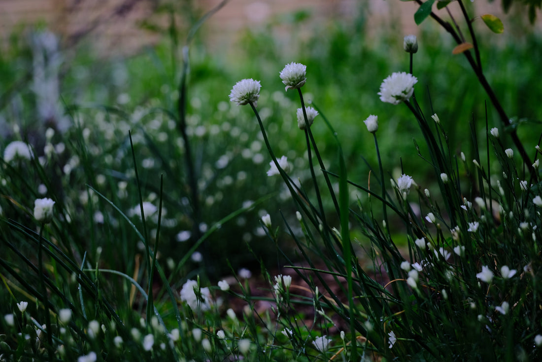 Allium schoenoprasum &