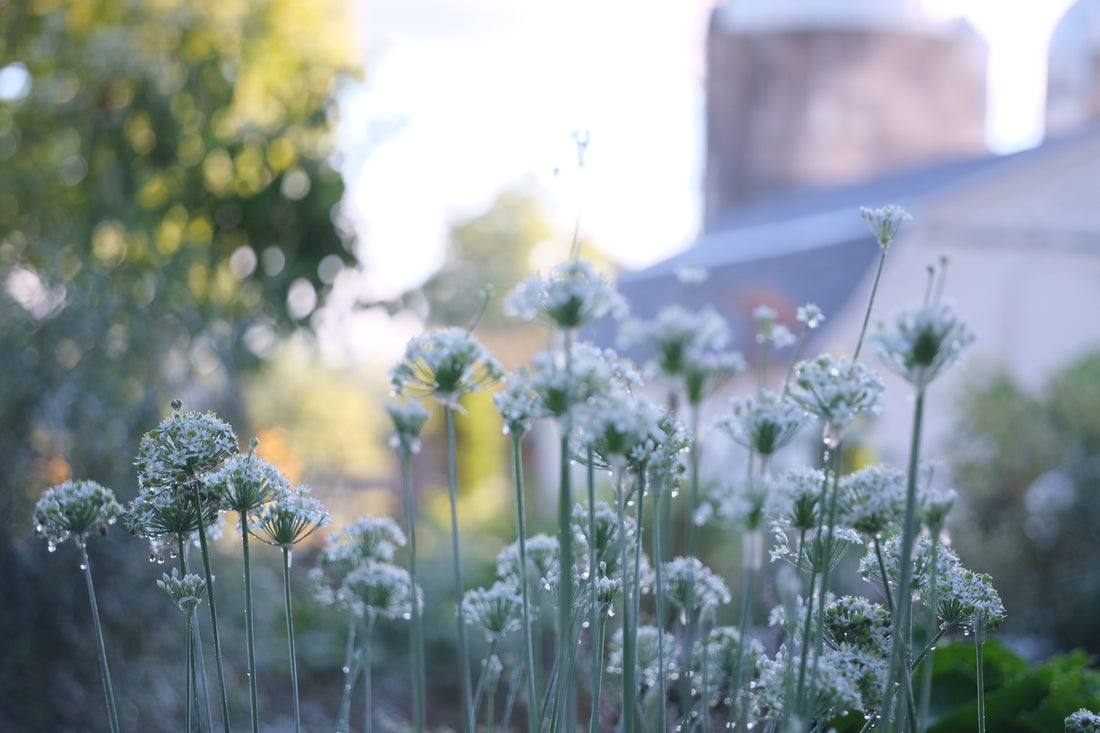 allium tuberosum in the garden