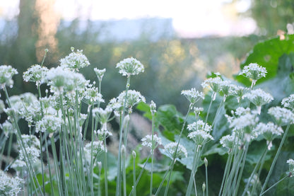 Allium tuberosum