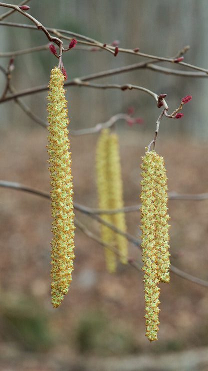 Yellow Alnus serrulata, commonly known as smooth alder, catkins hanging from a branch against a blurred natural background