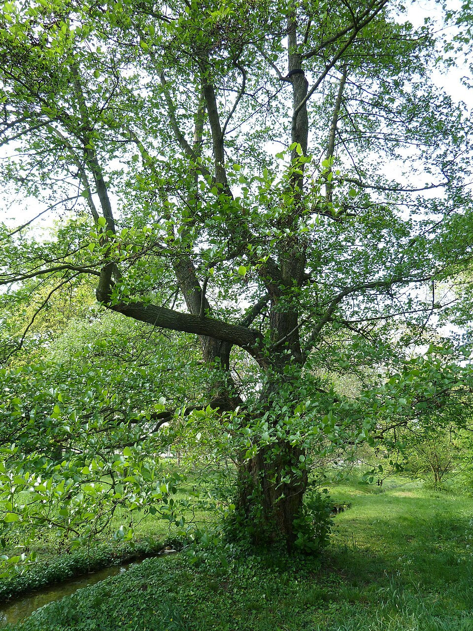 Large Alnus serrulata, commonly known as smooth alder, tree with a thick trunk and sprawling branches in a lush green forest