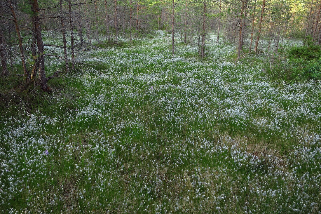 Trichophorum alpinum (alpine bulrush) meadow clearing in bloom