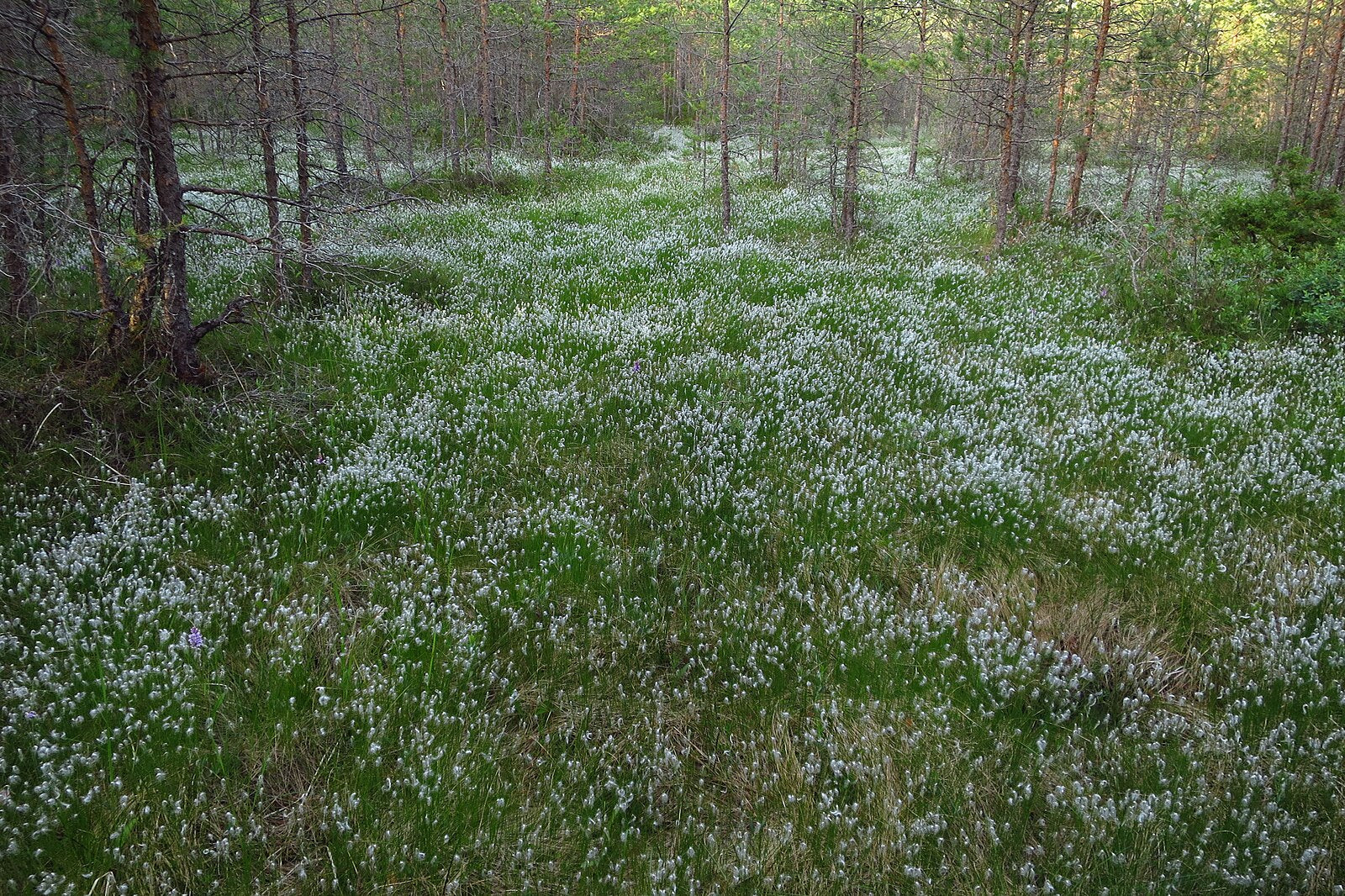 Trichophorum alpinum (alpine bulrush) meadow clearing in bloom