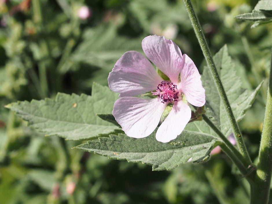 Modest Mallow Althaea cannabina | palm-leaf marshmallow – The Old Dairy Nursery & Gardens