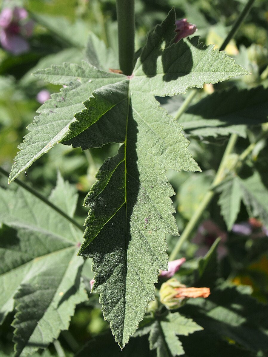 Althaea armeniaca | Russian mallow