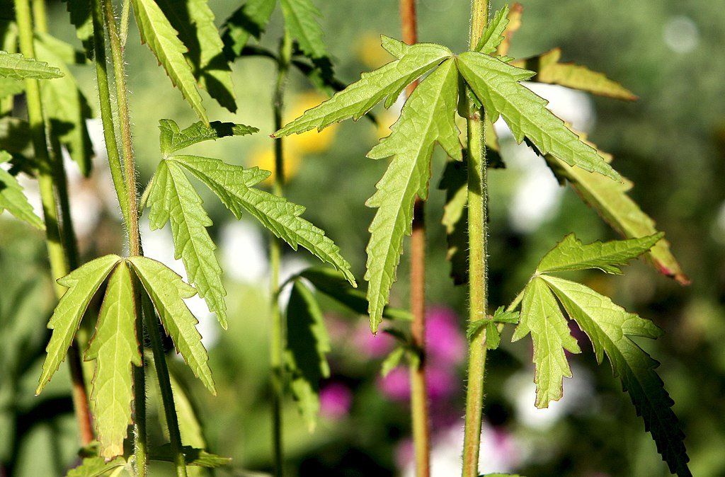 Althaea cannabina foliage