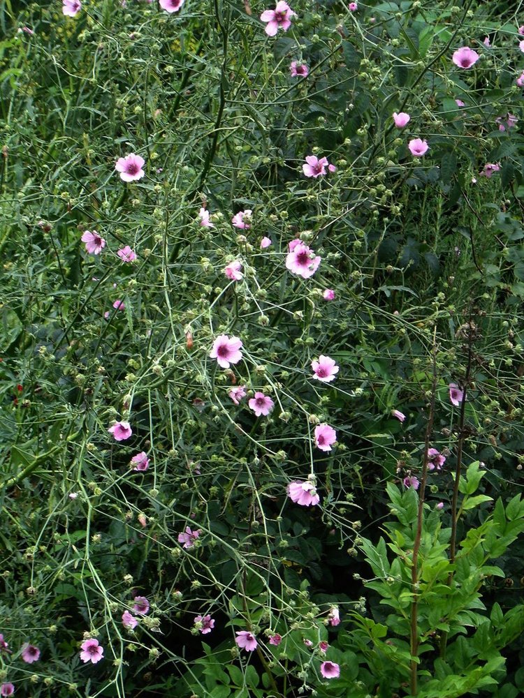 Althaea cannabina full form in bloom