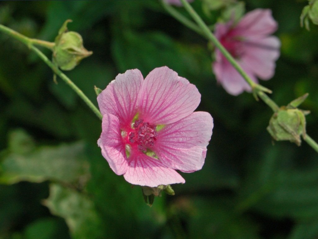 Althaea cannabina pink bloom