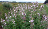 Marsh mallow (Althaea officinalis) in bloom