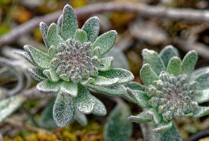 Alyssum montanum &