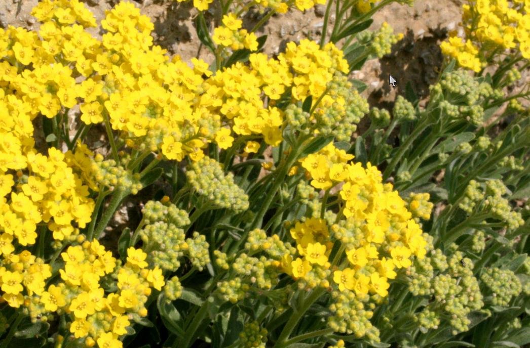 Alyssum montanum &