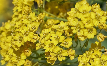 Alyssum montanum &