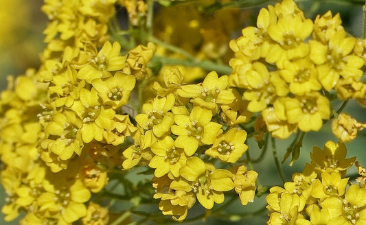 Alyssum montanum 'Mountain Gold' in bloom