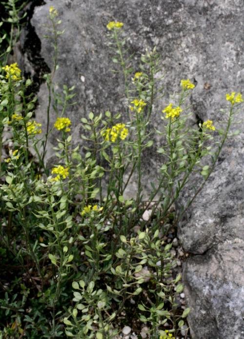 Alyssum montanum &