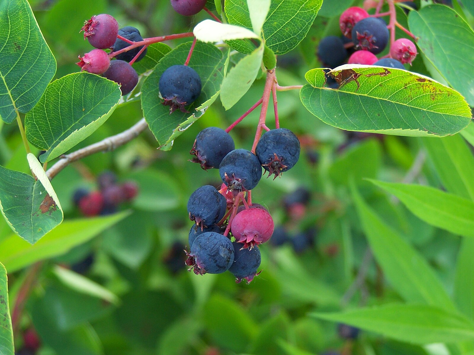 Blue and purple berries of Amelanchier lamarckii (juneberry) on a branch with green leaves